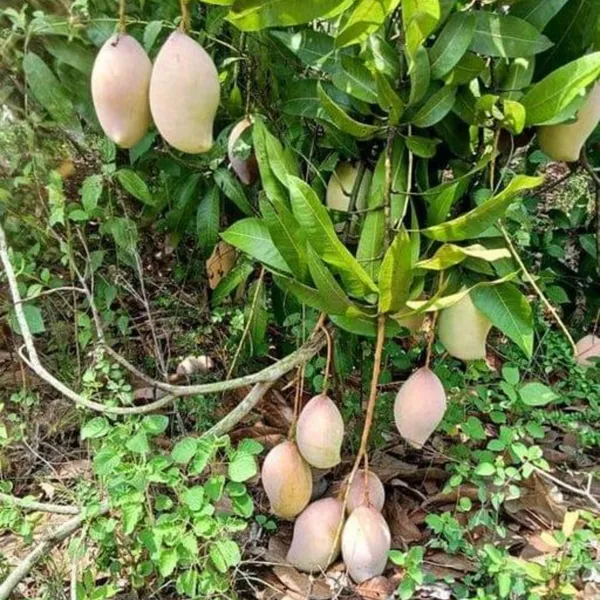Exclusive_Totapuri_Mango_Live_Plant_Default_Title