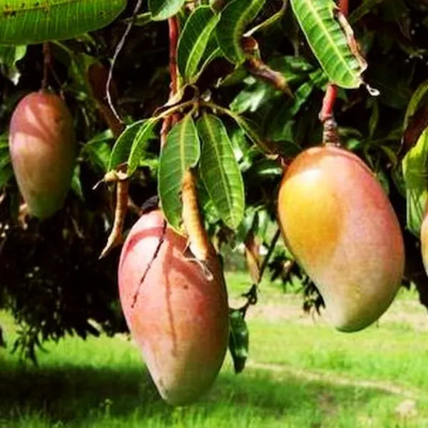 Exclusive_Totapuri_Mango_Live_Plant_Default_Title