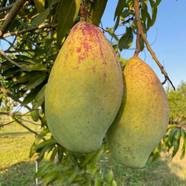 Exclusive_Totapuri_Mango_Live_Plant_Default_Title