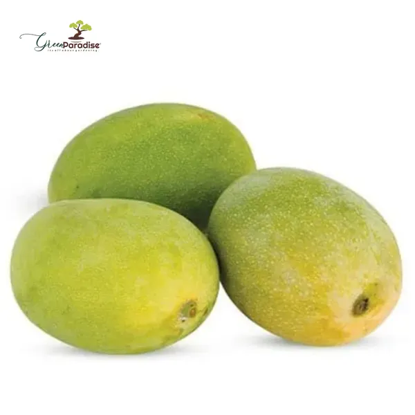 Exclusive_Rajapuri_Mango_Plant_Grafted_Plant_Default_Title