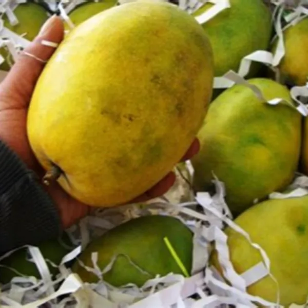 Exclusive_Rajapuri_Mango_Plant_Grafted_Plant_Default_Title