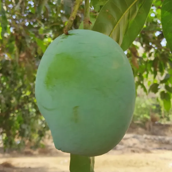 Exclusive_Rajapuri_Mango_Plant_Grafted_Plant_Default_Title