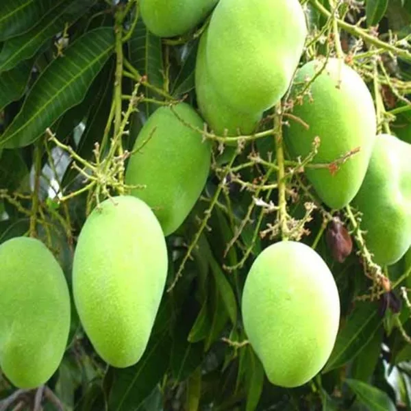 Exclusive_Original_Kesar_Mango_Live_Plant_Green_Paradise_Live_Default_Title