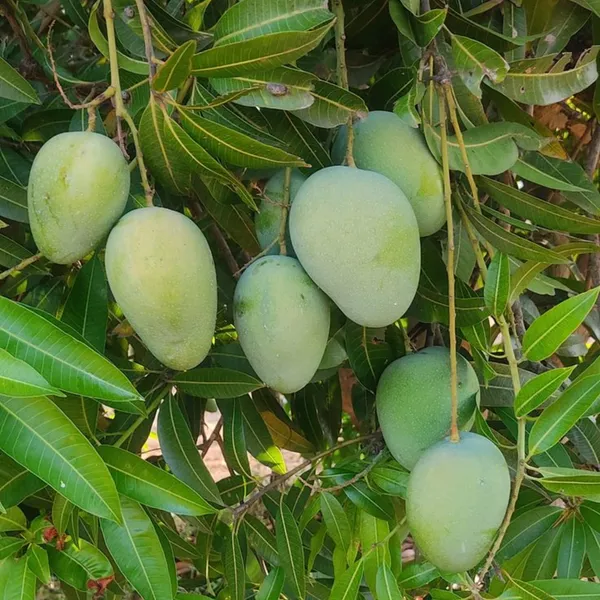 Exclusive_Original_Kesar_Mango_Live_Plant_Green_Paradise_Live_Default_Title
