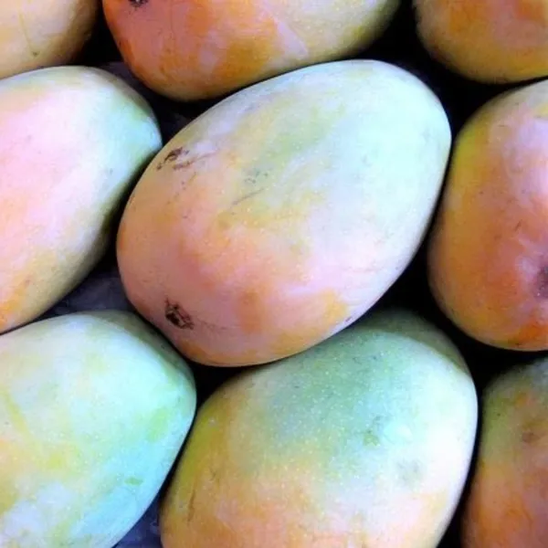 Exclusive_Original_Kesar_Mango_Live_Plant_Green_Paradise_Live_Default_Title