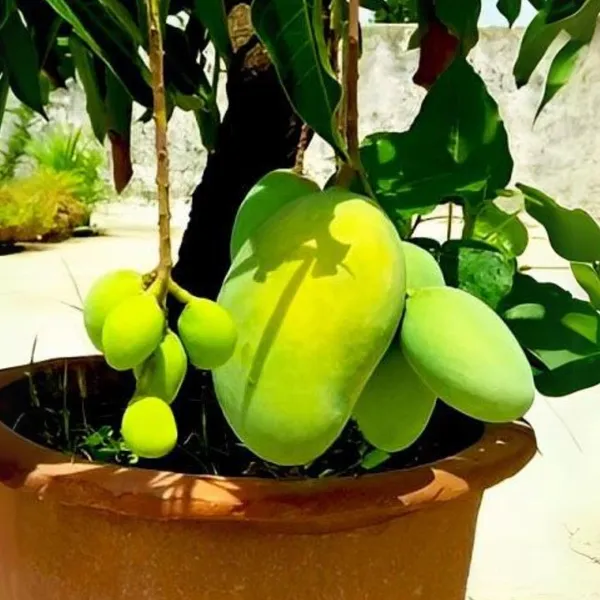 Exclusive_Thai_All_Time_Mango_Live_Plant_Default_Title