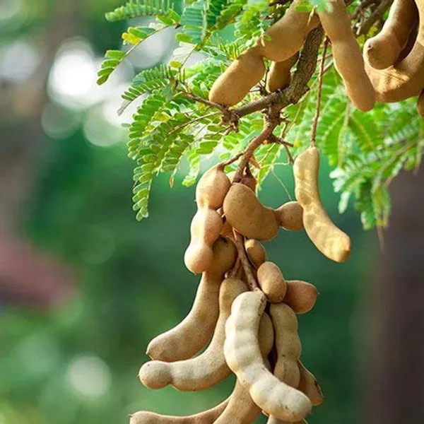 Exclusive_Sweet_Tamarind_Live_Plant_Suitable_For_Bonsai_Default_Title