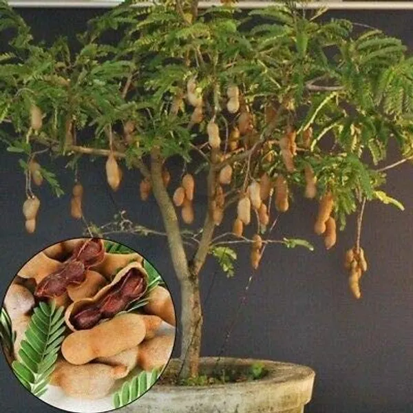 Exclusive_Sweet_Tamarind_Live_Plant_Suitable_For_Bonsai_Default_Title