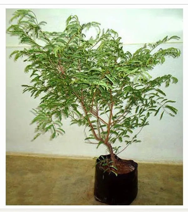 Exclusive_Sweet_Tamarind_Live_Plant_Suitable_For_Bonsai_Default_Title