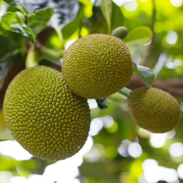Exclusive_Seedless_Jackfruit_Live_Plant_Default_Title