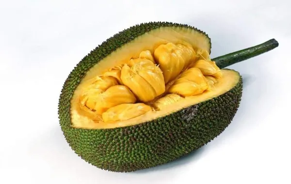 Exclusive_Seedless_Jackfruit_Live_Plant_Default_Title