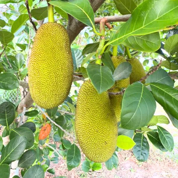 Exclusive_Seedless_Jackfruit_Live_Plant_Default_Title