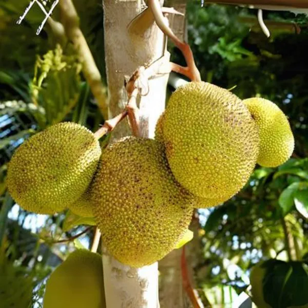Exclusive_Seedless_Jackfruit_Live_Plant_Default_Title