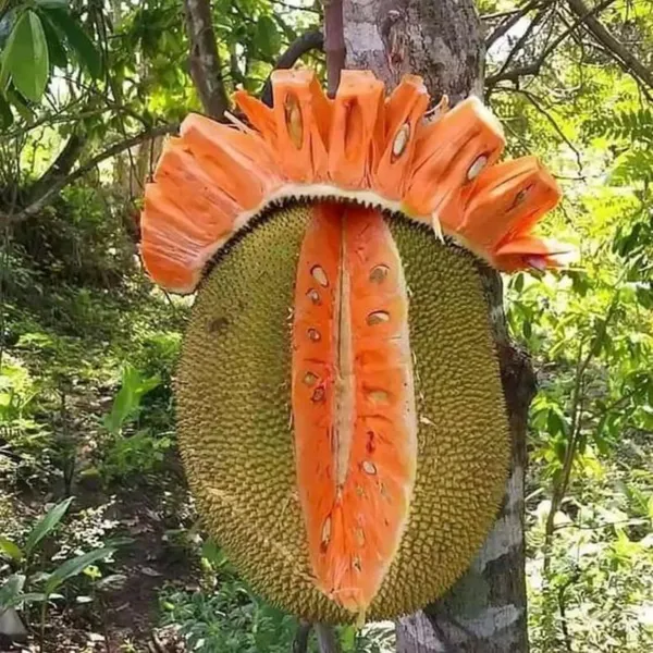 Exclusive_Red_Jackfruit_Live_Plant_Default_Title