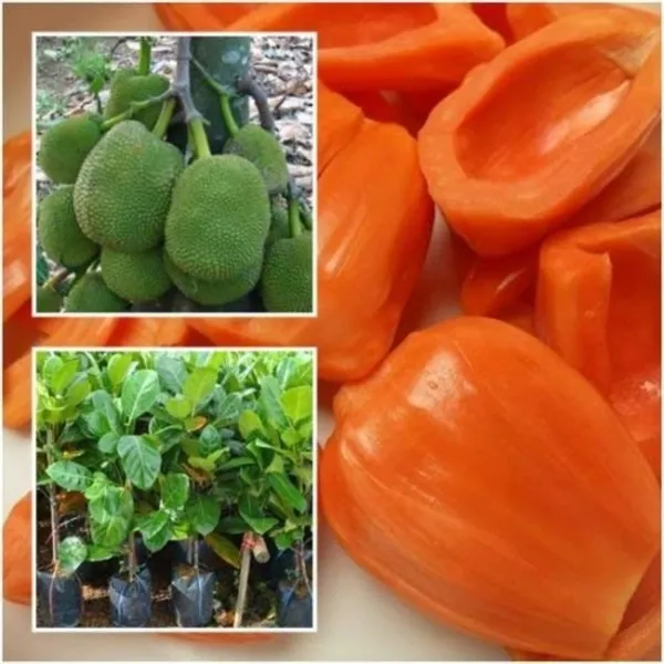 Exclusive_Red_Jackfruit_Live_Plant_Default_Title