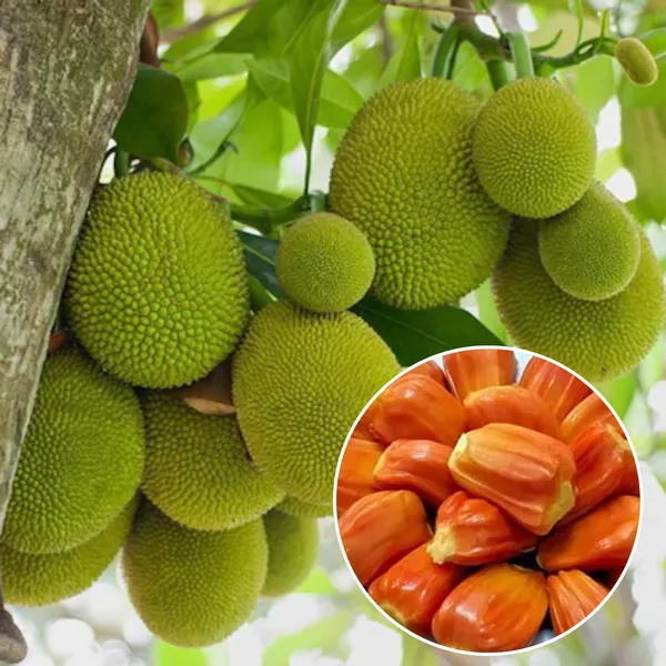 Exclusive_Red_Jackfruit_Live_Plant_Default_Title