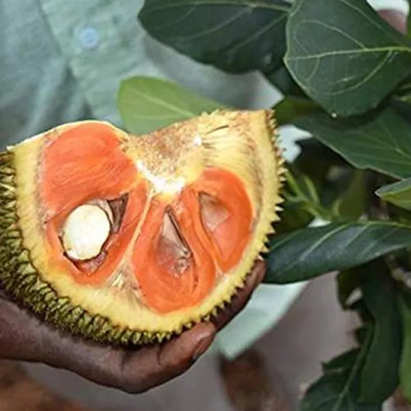 Exclusive_Red_Jackfruit_Live_Plant_Default_Title
