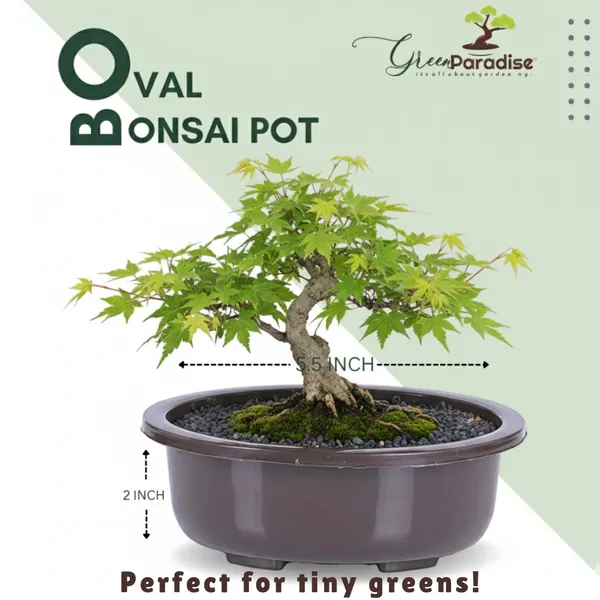 Green_Paradise_Oval_Bonsai_Pot_Set_Of_5_5_5_Inch_Plastic_Bonsai_Training_Pots_Purple_Clay_Color_Small_Planters_For_Indoor_Outdoor_Plants_Default_Title