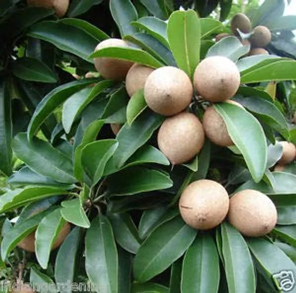 Green_Paradise_Chikoo_Live_Grafted_Plant_Best_Kalipatti_Oval_Shaped_Chikoo_Default_Title