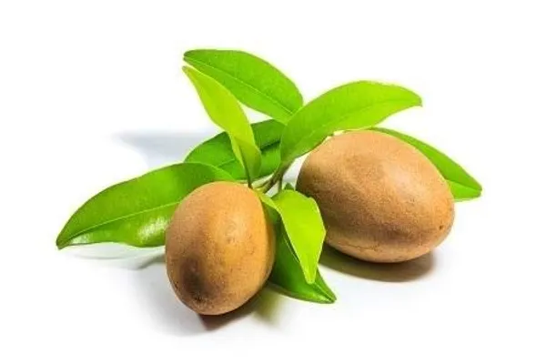 Green_Paradise_Chikoo_Live_Grafted_Plant_Best_Kalipatti_Oval_Shaped_Chikoo_Default_Title