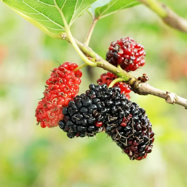 Red_Mulberry_Live_Plant_Suitable_For_Bonsai_Default_Title