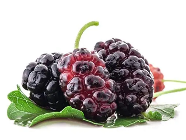 Red_Mulberry_Live_Plant_Suitable_For_Bonsai_Default_Title