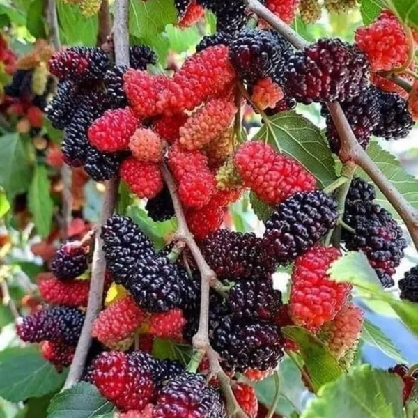 Red_Mulberry_Live_Plant_Suitable_For_Bonsai_Default_Title