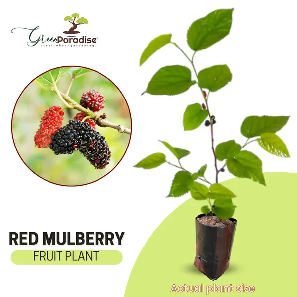 Red_Mulberry_Live_Plant_Suitable_For_Bonsai_Default_Title