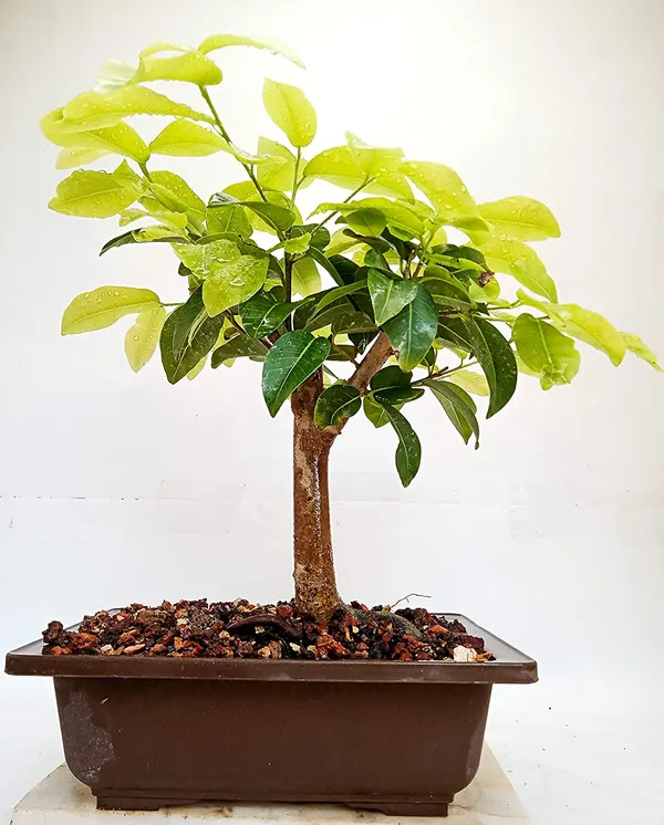 Ficus_Lipstick_Live_Bonsai_Tree_With_Plastic_Bonsai_Pot_Pilkhan_Ficus_Bonsai_Tree_Default_Title