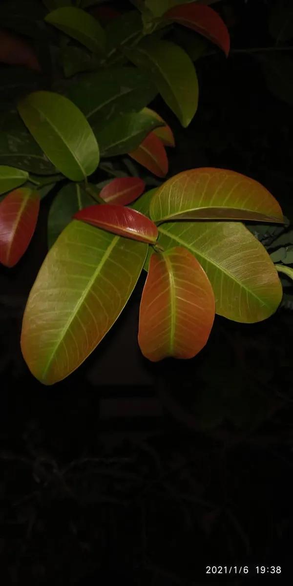 Ficus_Lipstick_Live_Bonsai_Tree_With_Plastic_Bonsai_Pot_Pilkhan_Ficus_Bonsai_Tree_Default_Title