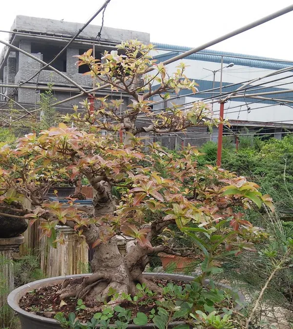 Ficus_Lipstick_Live_Bonsai_Tree_With_Plastic_Bonsai_Pot_Pilkhan_Ficus_Bonsai_Tree_Default_Title