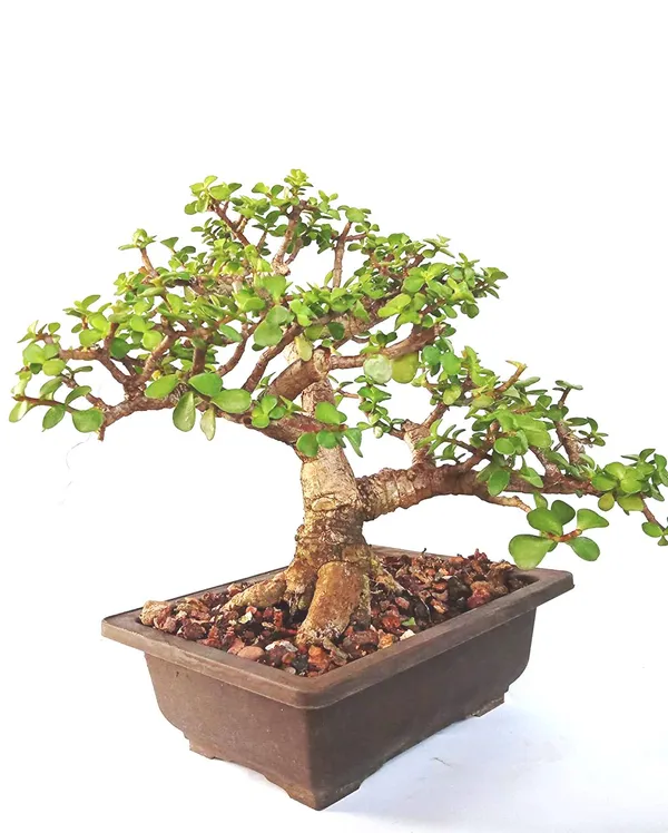 Green_Paradise_Bonsai_Jade_Goodluck_Tree_6_Years_Old_With_Pot_Default_Title