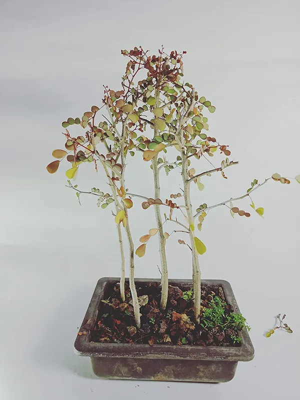 Live_Dividivi_Bonsai_Forest_With_Bonsai_Pot_Divi_Divi_Best_Deal_In_Live_Bonsai_Default_Title