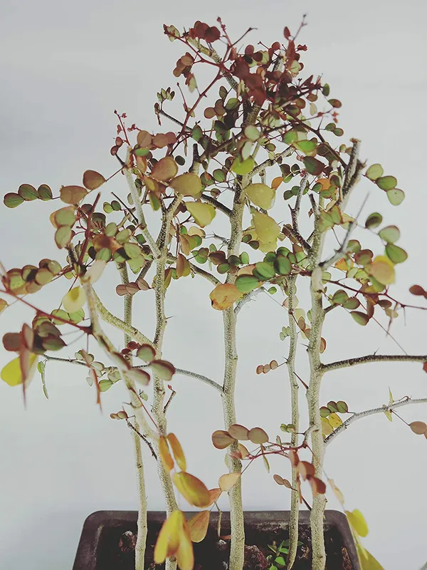 Live_Dividivi_Bonsai_Forest_With_Bonsai_Pot_Divi_Divi_Best_Deal_In_Live_Bonsai_Default_Title