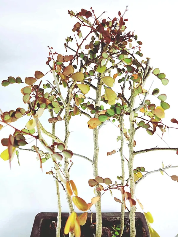 Live_Dividivi_Bonsai_Forest_With_Bonsai_Pot_Divi_Divi_Best_Deal_In_Live_Bonsai_Default_Title