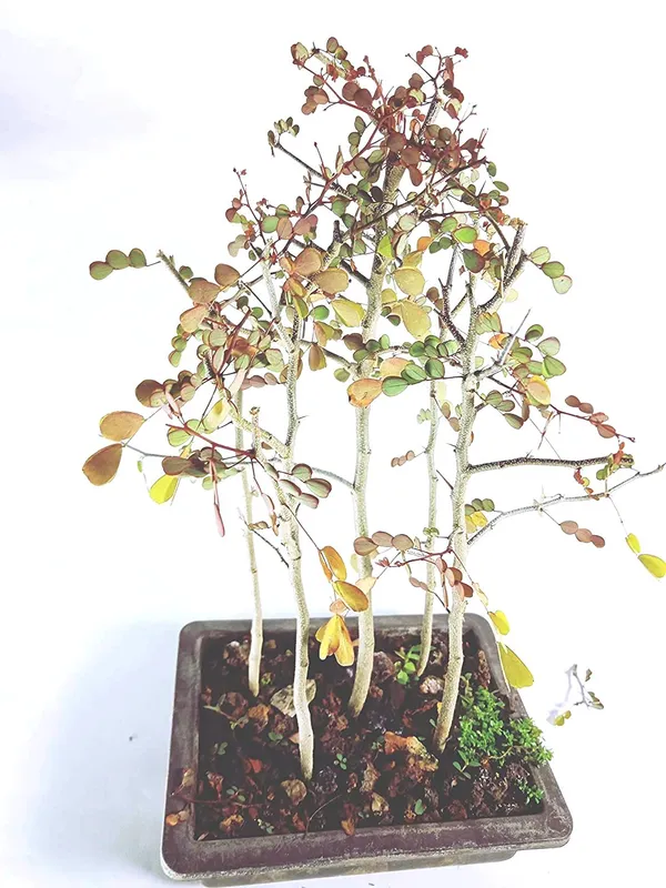 Live_Dividivi_Bonsai_Forest_With_Bonsai_Pot_Divi_Divi_Best_Deal_In_Live_Bonsai_Default_Title