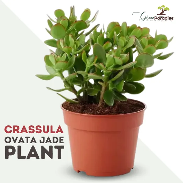 Crassula_Ovata_Jade_Plant_Money_Plant_Live_And_Healthy_Plant_For_Indoor_And_Outdoor_Default_Title