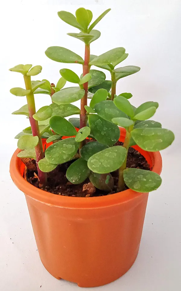 Crassula_Ovata_Jade_Plant_Money_Plant_Live_And_Healthy_Plant_For_Indoor_And_Outdoor_Default_Title
