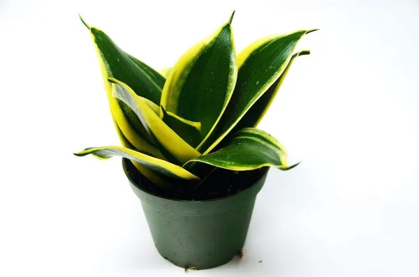 Air_Purifier_Sansevieria_Live_And_Healthy_Plant_For_Indoor_Default_Title