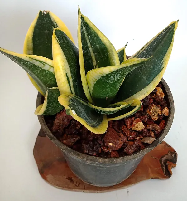 Air_Purifier_Sansevieria_Live_And_Healthy_Plant_For_Indoor_Default_Title