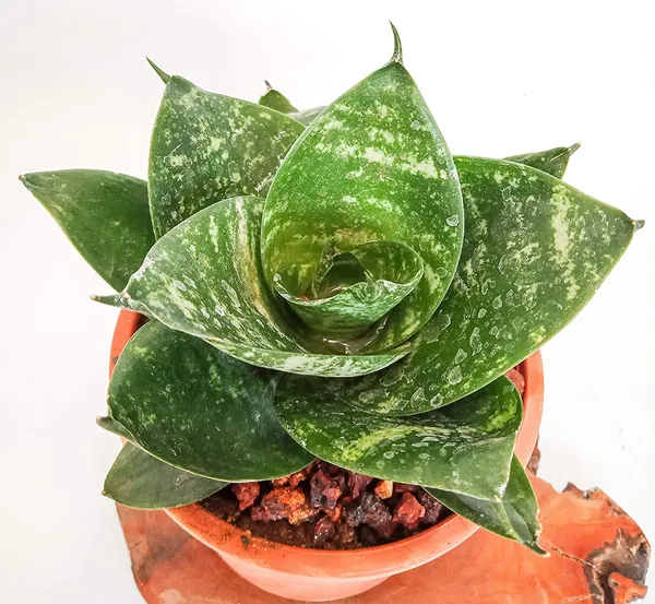 Air_Purifier_Senseveria_Live_And_Healthy_Plant_For_Indoor_Default_Title