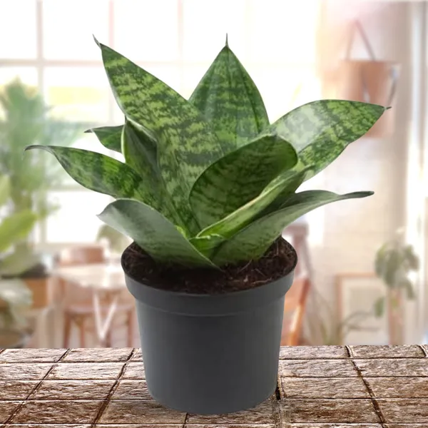 Air_Purifier_Senseveria_Live_And_Healthy_Plant_For_Indoor_Default_Title