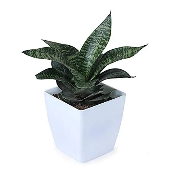 Air_Purifier_Senseveria_Live_And_Healthy_Plant_For_Indoor_Default_Title