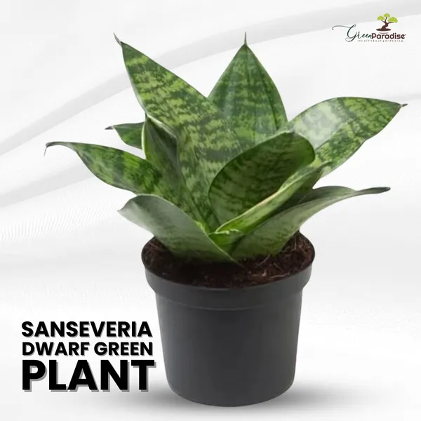 Air_Purifier_Senseveria_Live_And_Healthy_Plant_For_Indoor_Default_Title