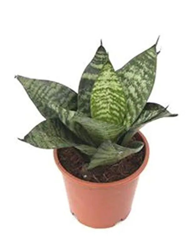 Air_Purifier_Senseveria_Live_And_Healthy_Plant_For_Indoor_Default_Title