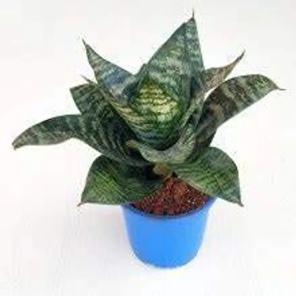 Air_Purifier_Senseveria_Live_And_Healthy_Plant_For_Indoor_Default_Title