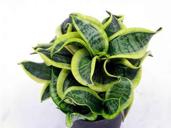 Air_Purifier_Senseveria_Live_And_Healthy_Plant_For_Indoor_Default_Title