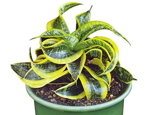 Air_Purifier_Senseveria_Live_And_Healthy_Plant_For_Indoor_Default_Title