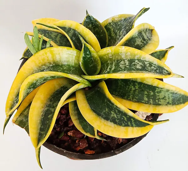 Air_Purifier_Senseveria_Live_And_Healthy_Plant_For_Indoor_Default_Title