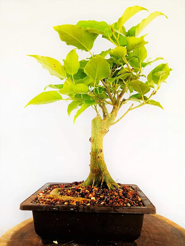 Bonsai_Tree_Ficus_Religiosa_5_Years_Old_With_Pot_Live_Plant_Default_Title